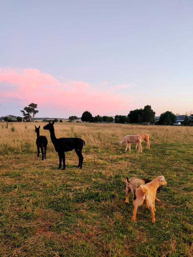 Owl Head Lodge Gulgong Esterno foto